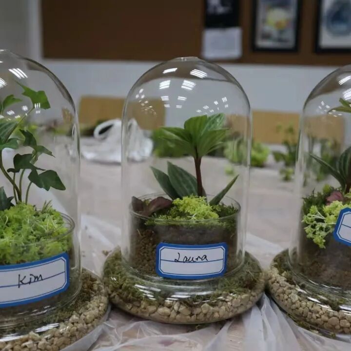 发现栏目 | 今日关键词· 微盆栽：用不一样的方式践行绿色理念插图12,香港DSE,ALEVEL,上海国际高中,DSE,DSE考试