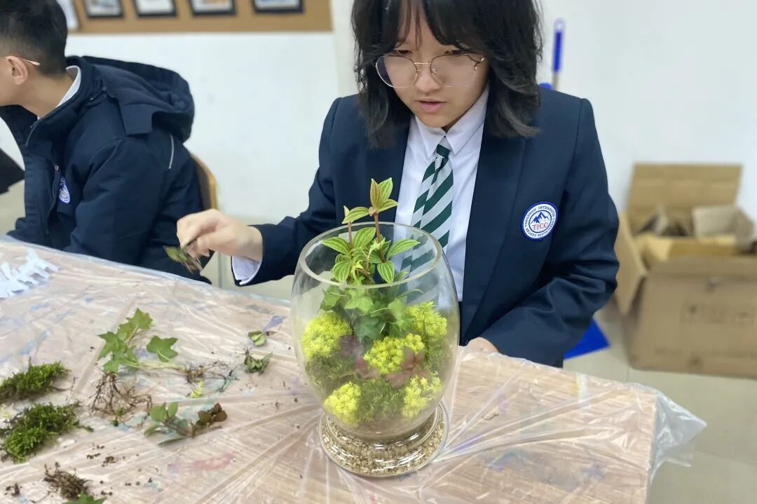 发现栏目 | 今日关键词· 微盆栽：用不一样的方式践行绿色理念插图7,香港DSE,ALEVEL,上海国际高中,DSE,DSE考试