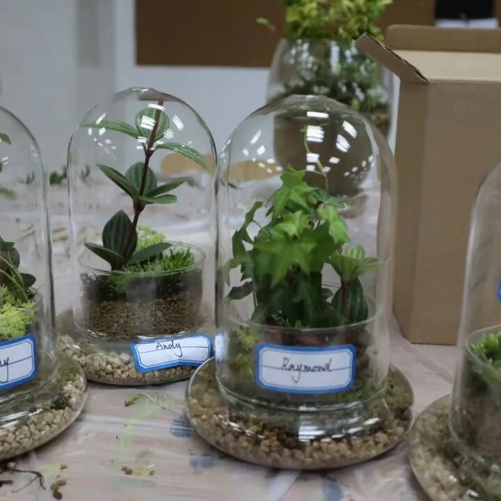 发现栏目 | 今日关键词· 微盆栽：用不一样的方式践行绿色理念插图11,香港DSE,ALEVEL,上海国际高中,DSE,DSE考试
