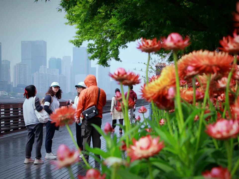 这，是一场有预谋、有规划的学校出逃行动！插图10,香港DSE,ALEVEL,上海国际高中,DSE,DSE考试