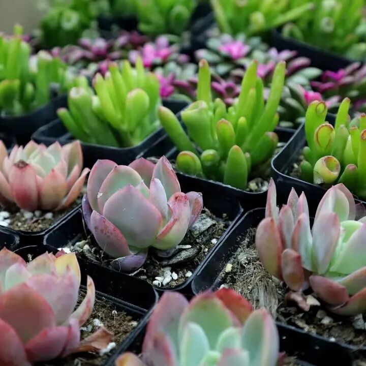 发现栏目 | 今日关键词· 微盆栽：用不一样的方式践行绿色理念插图15,香港DSE,ALEVEL,上海国际高中,DSE,DSE考试