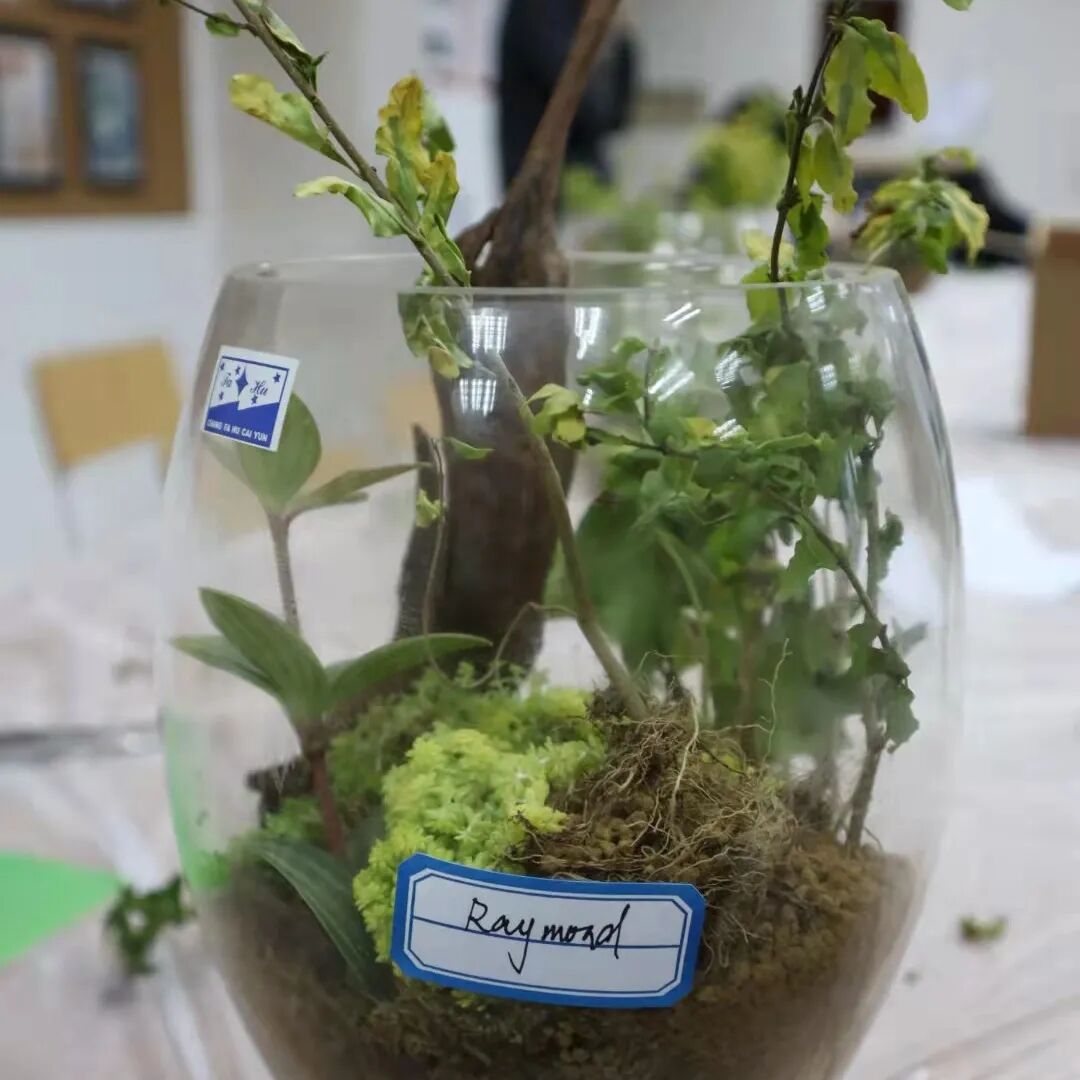 发现栏目 | 今日关键词· 微盆栽：用不一样的方式践行绿色理念插图21,香港DSE,ALEVEL,上海国际高中,DSE,DSE考试