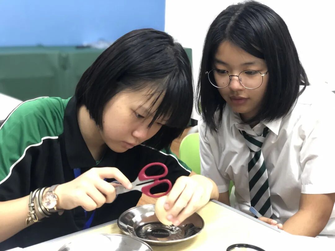 同洲课程 | 来和我们一起”玩蛋”白质吧！插图13,香港DSE,ALEVEL,上海国际高中,DSE,DSE考试