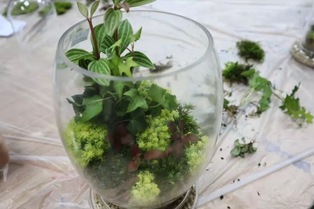 发现栏目 | 今日关键词· 微盆栽：用不一样的方式践行绿色理念插图24,香港DSE,ALEVEL,上海国际高中,DSE,DSE考试