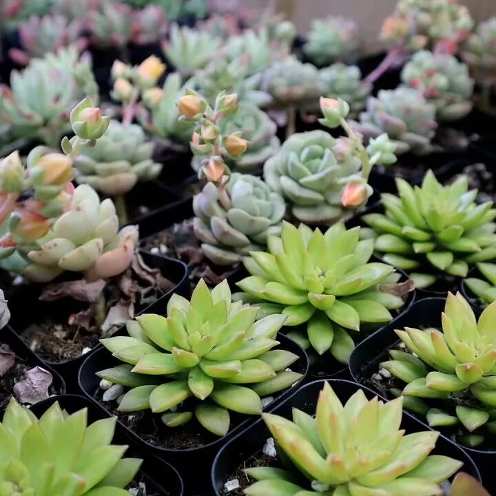 发现栏目 | 今日关键词· 微盆栽：用不一样的方式践行绿色理念插图14,香港DSE,ALEVEL,上海国际高中,DSE,DSE考试