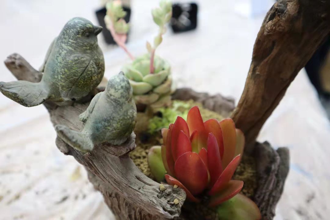 发现栏目 | 今日关键词· 微盆栽：用不一样的方式践行绿色理念插图22,香港DSE,ALEVEL,上海国际高中,DSE,DSE考试