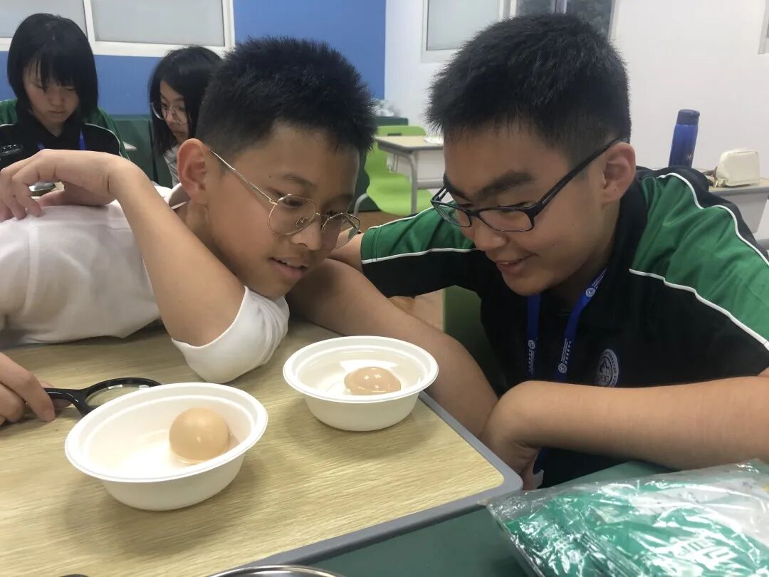 同洲课程 | 来和我们一起”玩蛋”白质吧！插图16,香港DSE,ALEVEL,上海国际高中,DSE,DSE考试