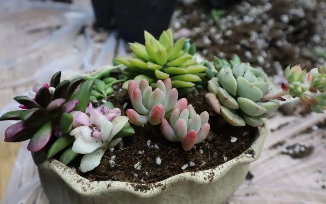 发现栏目 | 今日关键词· 微盆栽：用不一样的方式践行绿色理念插图20,香港DSE,ALEVEL,上海国际高中,DSE,DSE考试