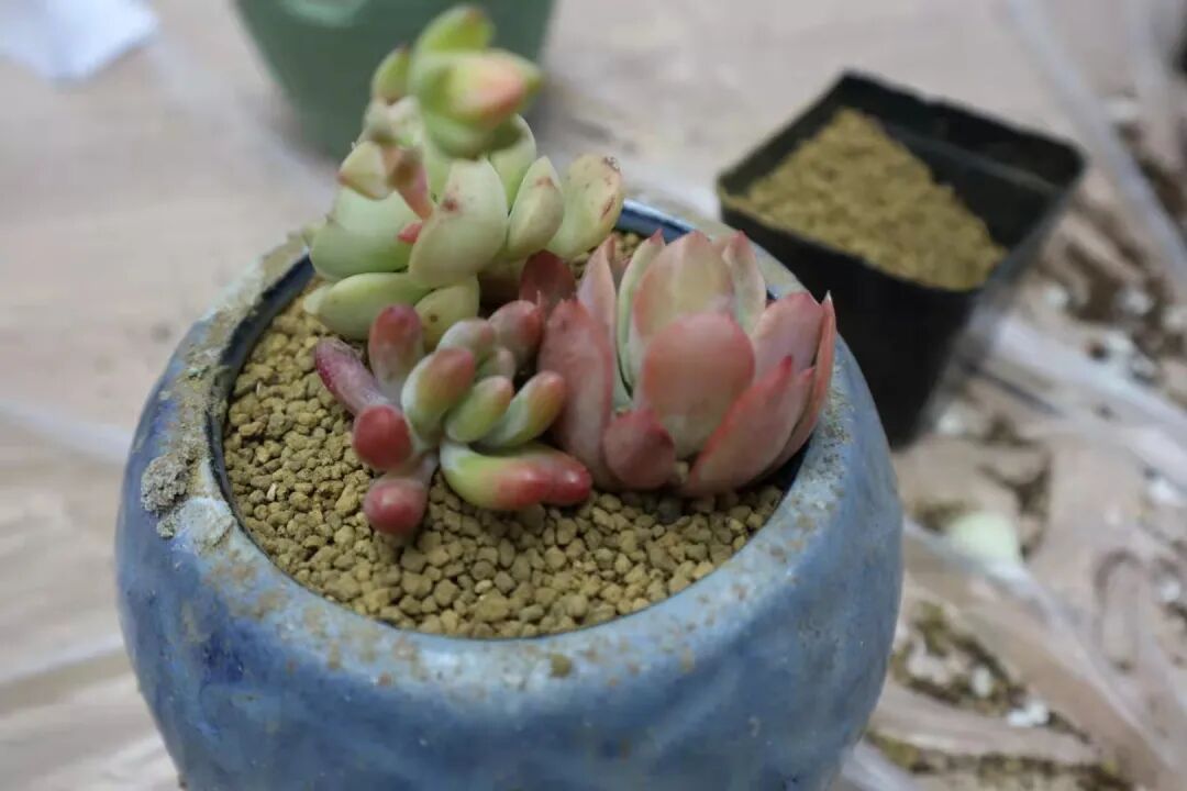发现栏目 | 今日关键词· 微盆栽：用不一样的方式践行绿色理念插图23,香港DSE,ALEVEL,上海国际高中,DSE,DSE考试