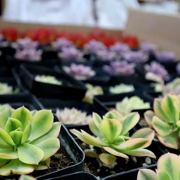发现栏目 | 今日关键词· 微盆栽：用不一样的方式践行绿色理念插图16,香港DSE,ALEVEL,上海国际高中,DSE,DSE考试