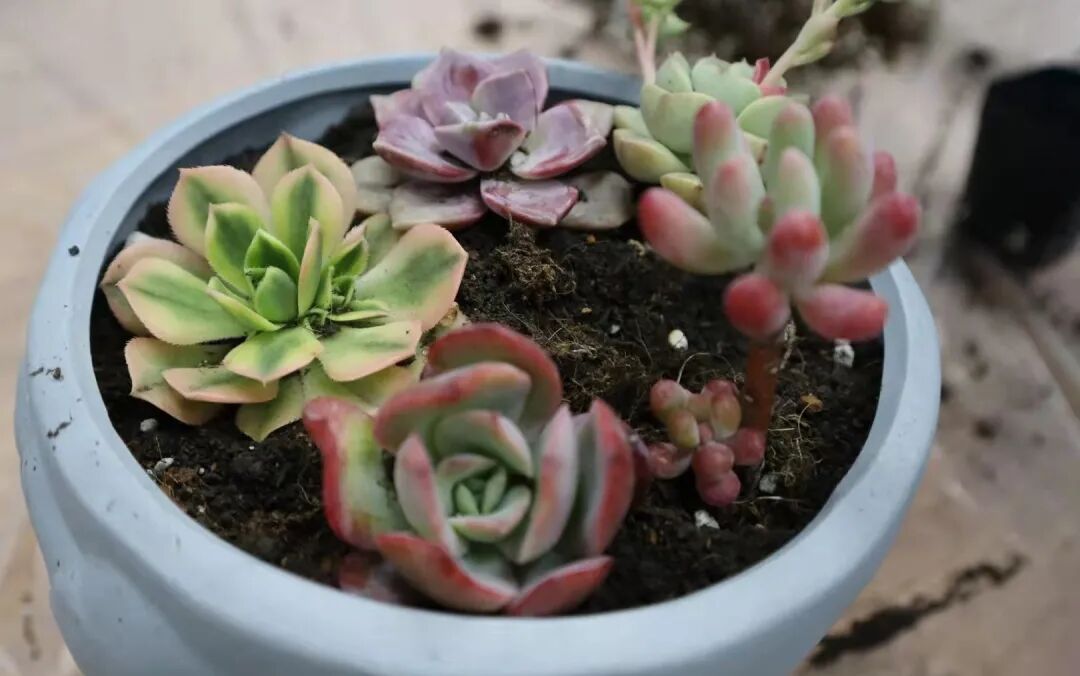发现栏目 | 今日关键词· 微盆栽：用不一样的方式践行绿色理念插图19,香港DSE,ALEVEL,上海国际高中,DSE,DSE考试