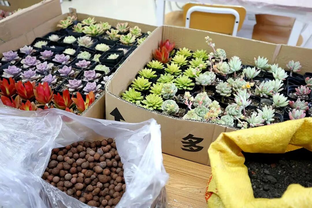发现栏目 | 今日关键词· 微盆栽：用不一样的方式践行绿色理念插图4,香港DSE,ALEVEL,上海国际高中,DSE,DSE考试