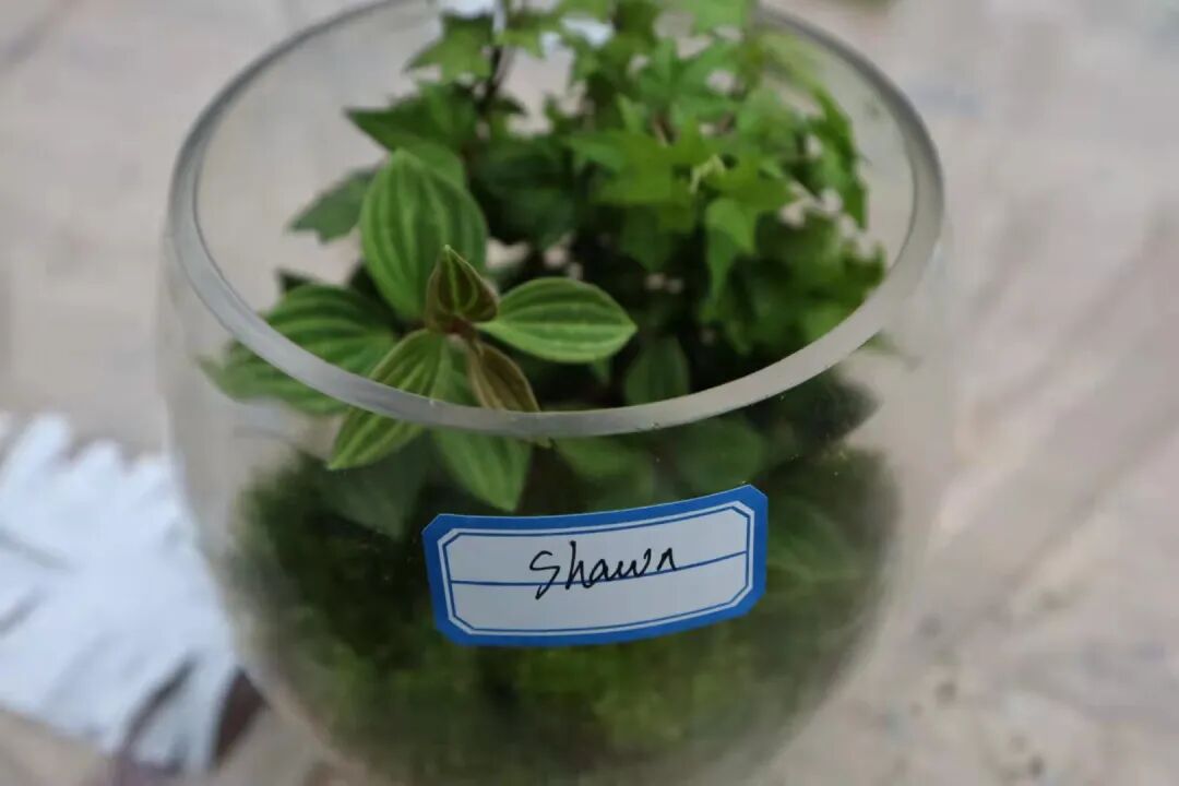 发现栏目 | 今日关键词· 微盆栽：用不一样的方式践行绿色理念插图25,香港DSE,ALEVEL,上海国际高中,DSE,DSE考试