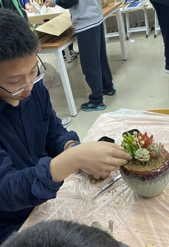 发现栏目 | 今日关键词· 微盆栽：用不一样的方式践行绿色理念插图9,香港DSE,ALEVEL,上海国际高中,DSE,DSE考试